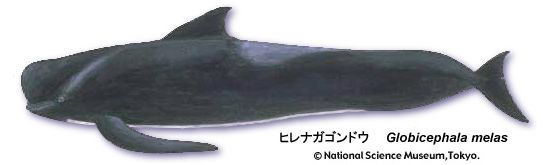 Long-finned pilot whale