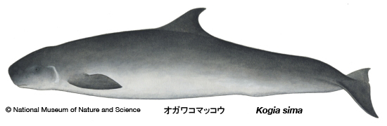 Dwarf sperm whale 