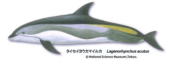 Atlantic white-sided dolphin