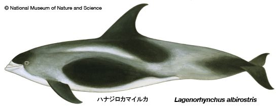 White-beaked dolphin