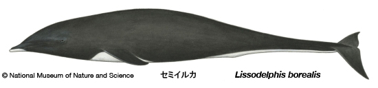 Northern right whale dolphin