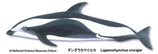 Hourglass dolphin