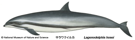 Fraser's dolphin