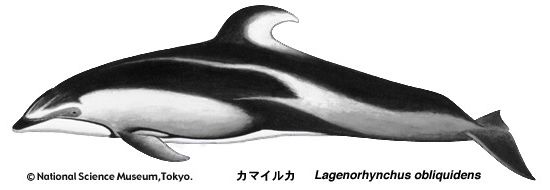 Pacific white-sided dolphin