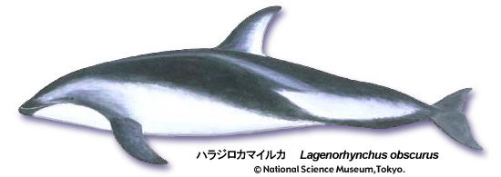 Dusky dolphin