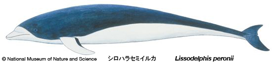 Southern right whale dolphin