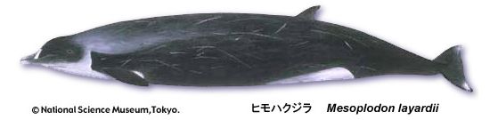 Strap-toothed whale