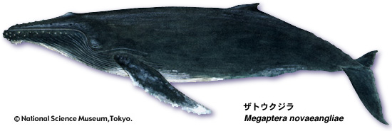 Humpback whale