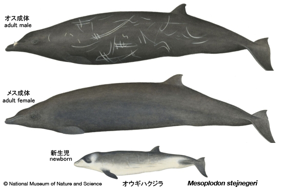 Stejneger's beaked whale
