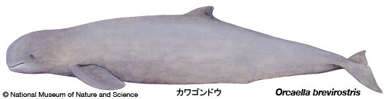 

Irrawaddy dolphin