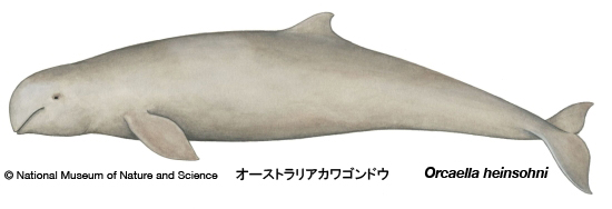 Australian snubfin dolphin