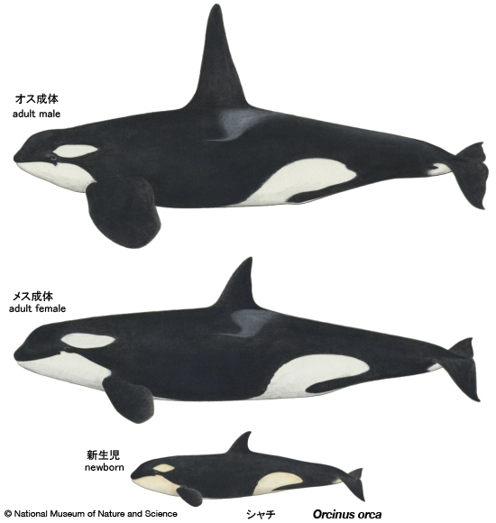 Killer whale