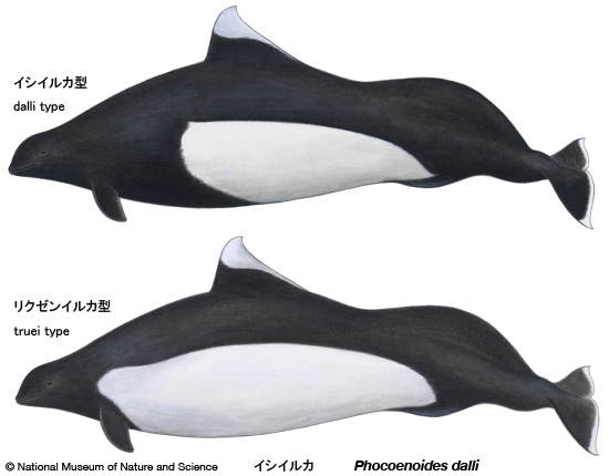 Dall's porpoise