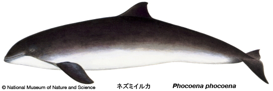 Harbour porpoise