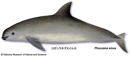 Vaquita