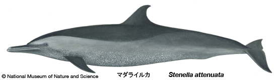 Pantropical spotted dolphin