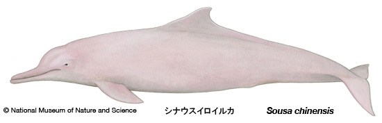 Indo-Pacific humpback dolphin