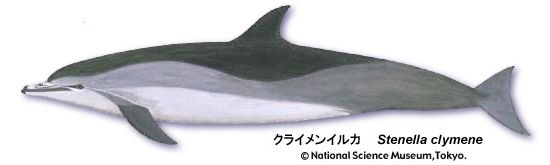 Clymene dolphin