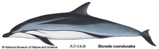 Striped dolphin