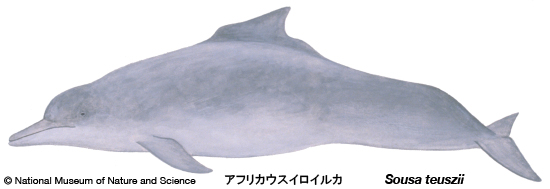 Atlantic humpback dolphin