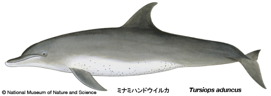 Indo-Pacific bottlenose dolphin