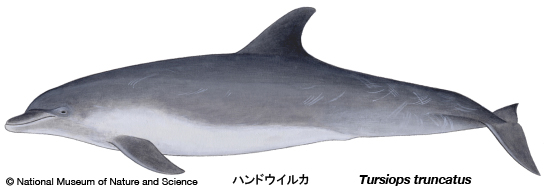 Bottlenose dolphin