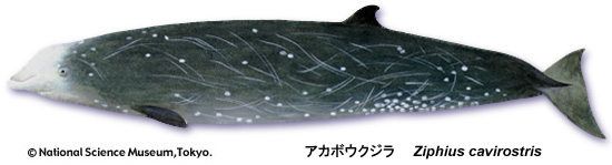 Cuvier's beaked whale