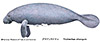 Amazonian manatee illust