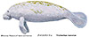 West indian manatee illust