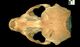 アゴヒゲアザラシ頭骨：背側面