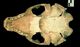 アゴヒゲアザラシ頭骨：腹側面