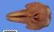 ユメゴンドウ頭骨：背側面