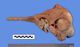 ユメゴンドウ頭骨：左側面