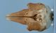 ハナゴンドウ頭骨：背側面