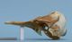 ハナゴンドウ頭骨：左側面