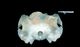 コビレゴンドウ頭骨：尾側面