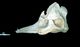 コビレゴンドウ頭骨：右側面