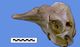 オガワコマッコウ頭骨：左側面