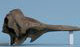 ハナジロカマイルカ頭骨：右側面