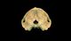 サラワクイルカ頭骨：尾側面