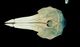 サラワクイルカ頭骨：背側面