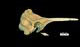 サラワクイルカ頭骨：右側面
