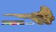 イチョウハクジラ頭骨：左側面