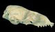 カスピカイアザラシ頭骨：右側面