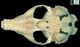 カスピカイアザラシ頭骨：腹側面