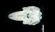 オキゴンドウ頭骨：背側面
