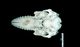 オキゴンドウ頭骨：腹側面