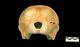 イシイルカ（イシイルカ型）頭骨：尾側面