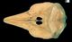 イシイルカ（イシイルカ型）頭骨：背側面
