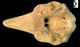 イシイルカ（イシイルカ型）頭骨：腹側面